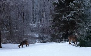 Snow-Deer