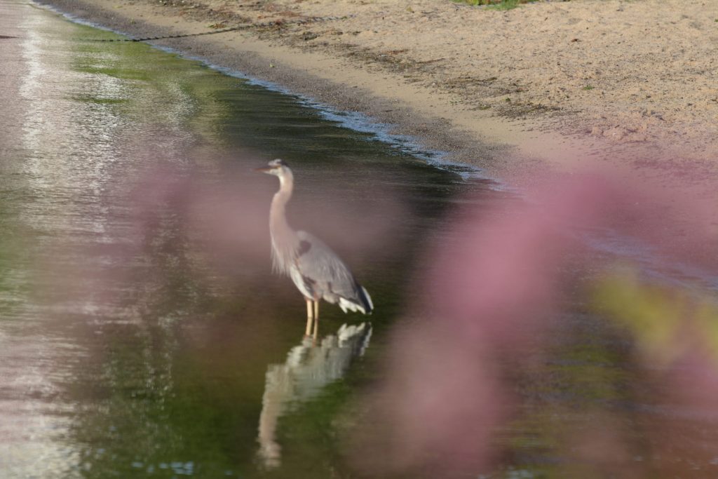 Blue Heron, Chautauqua Lake (Photo: Alan Seale, 2015)