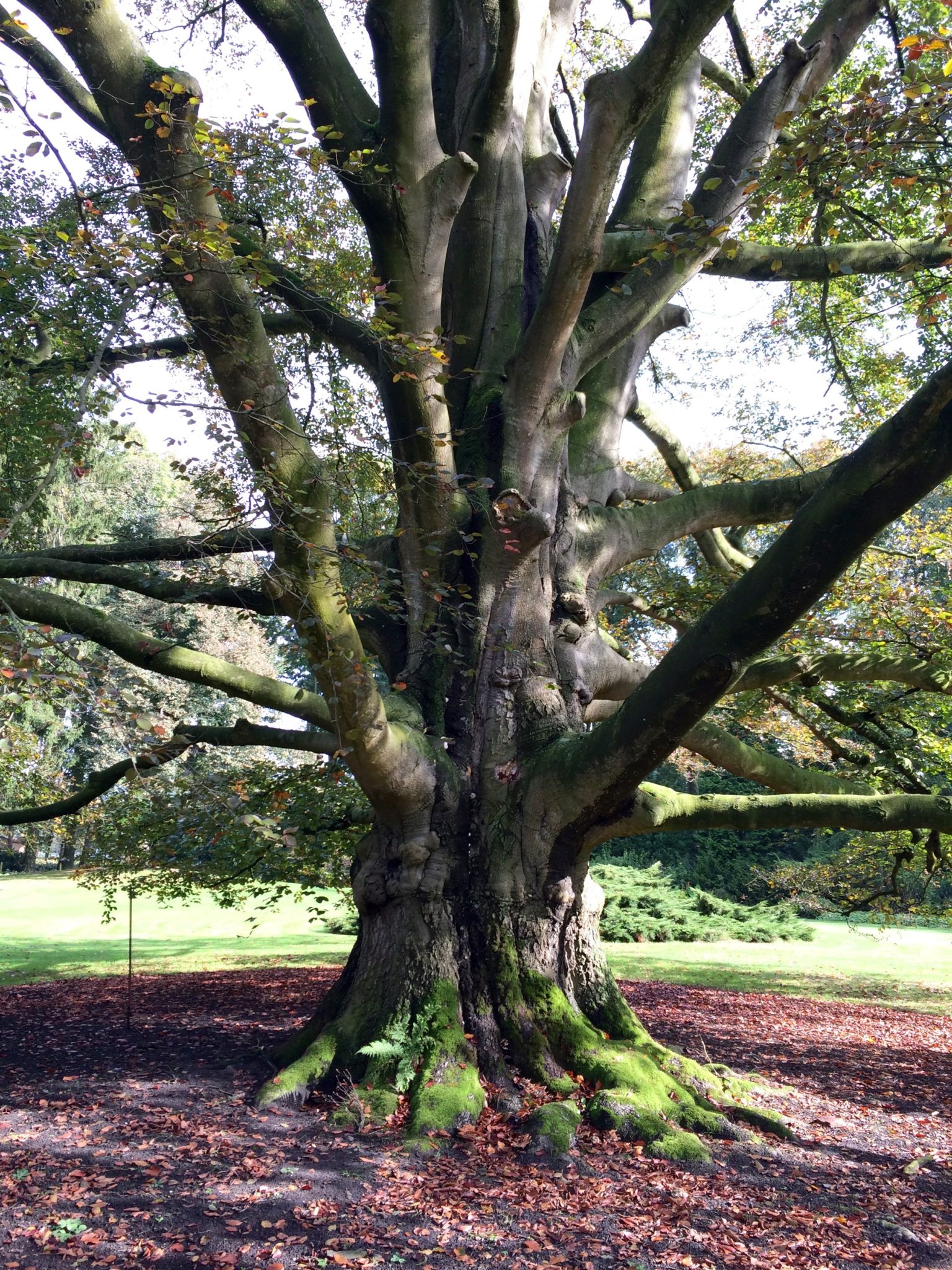 Zian Tree Stand Tall and Say Yes - The Center for Transformational Presence