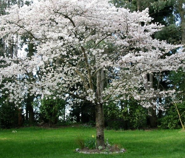 Apple tree in full bloom