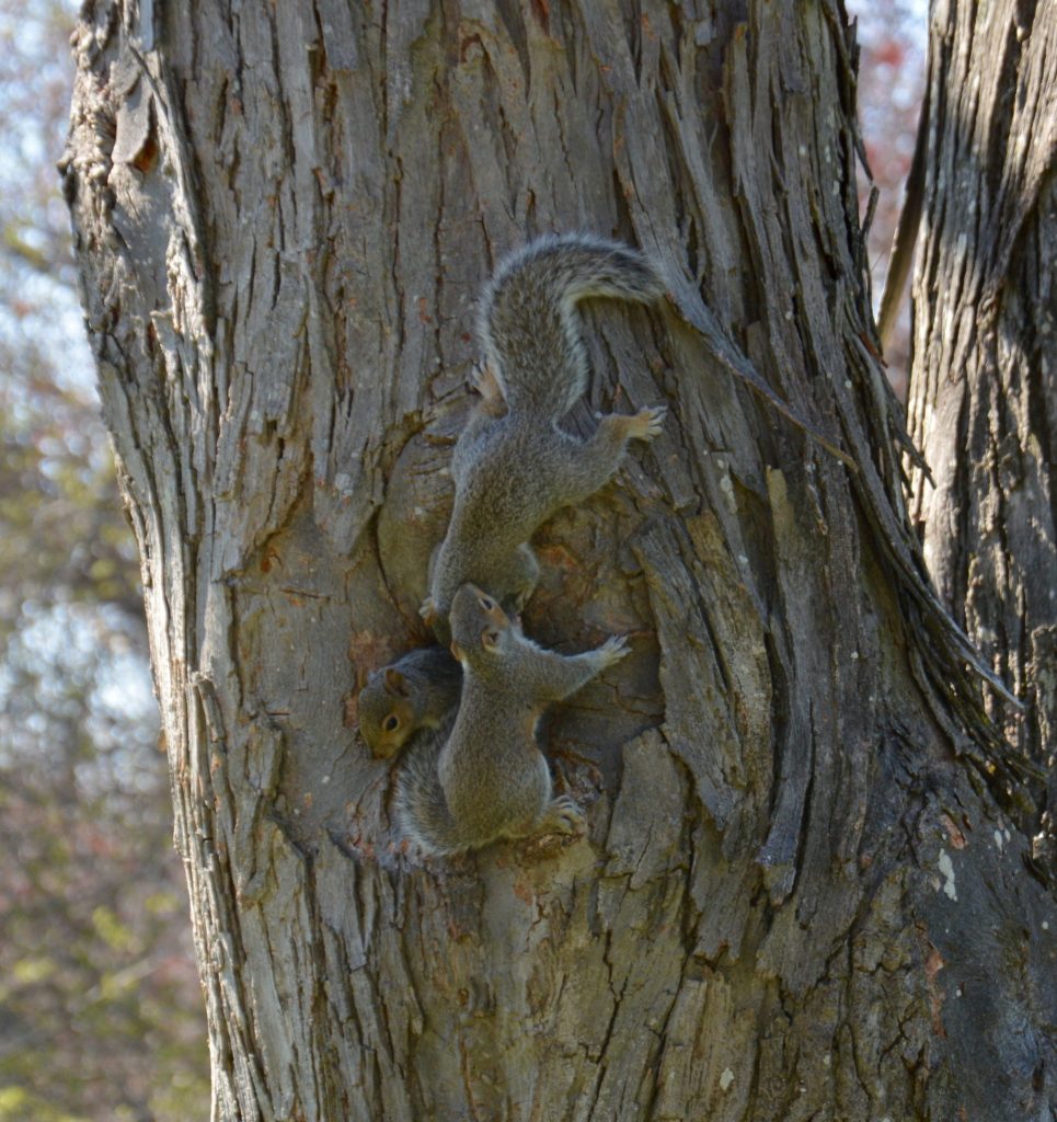 Baby squirrels in Shag Bark Hickory tree in Sleepy Hollow