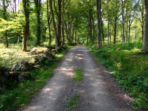 Forest road in the Skåne region of Sweden