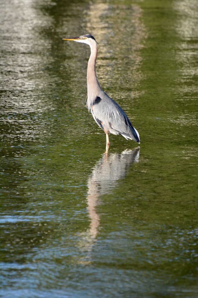 Great Blue Heron on Chautauqua Lake