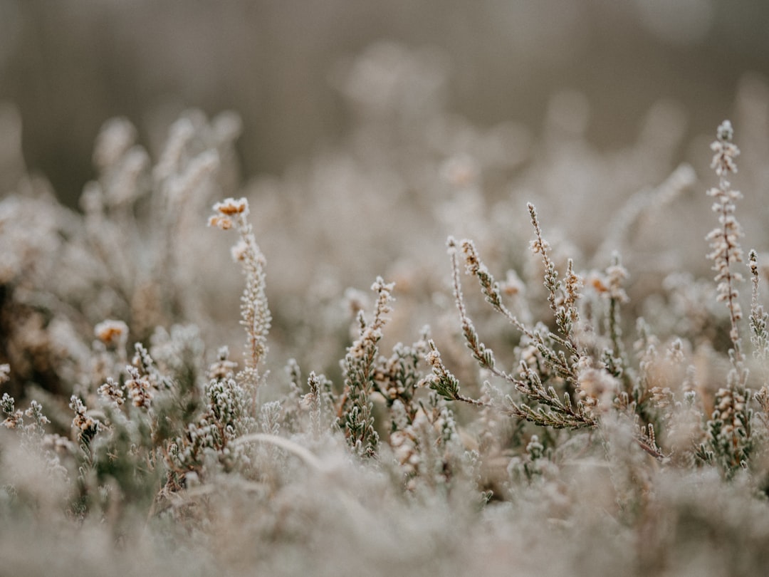 white flowers in tilt shift lens